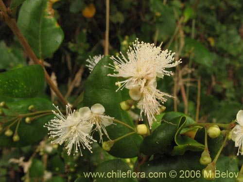 Myrceugenia exsucca의 사진